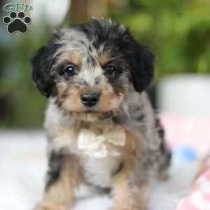 Jordan, Yorkie Poo Puppy